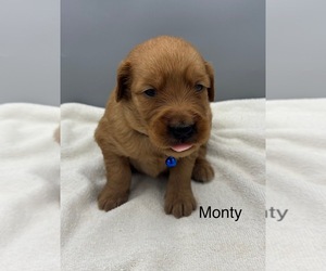 Golden Retriever Dog for Adoption in FREDERICKSBG, Ohio USA