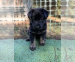 Puppy Hot Pink German Shepherd Dog