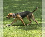 Small #1 Mutt