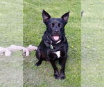 Small #3 Labrador Retriever Mix