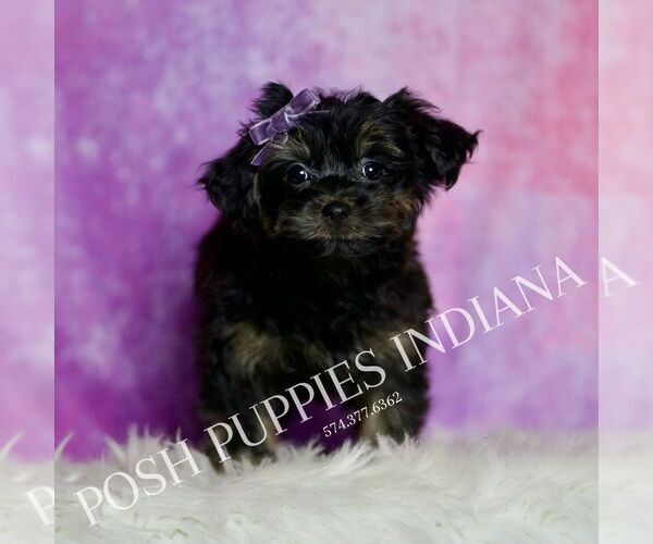 Medium Photo #2 Yorkipoo Puppy For Sale in WARSAW, IN, USA