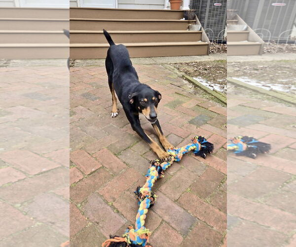 Medium Photo #26 Mutt Puppy For Sale in Mount Laurel, NJ, USA