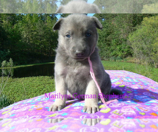 Medium Photo #2 German Shepherd Dog Puppy For Sale in PIEDMONT, MO, USA