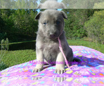 Small #1 German Shepherd Dog