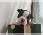 Puppy 2 Boston Terrier