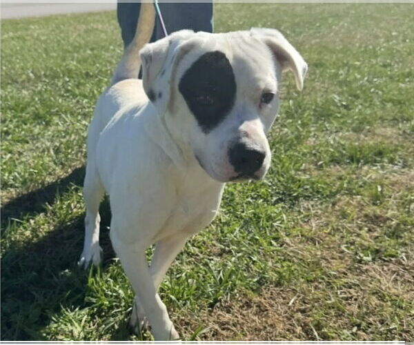 Medium Photo #1 Labrador Retriever-Unknown Mix Puppy For Sale in Westwood, NJ, USA