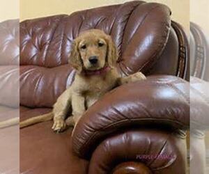 Golden Retriever Puppy for sale in LIMA, OH, USA