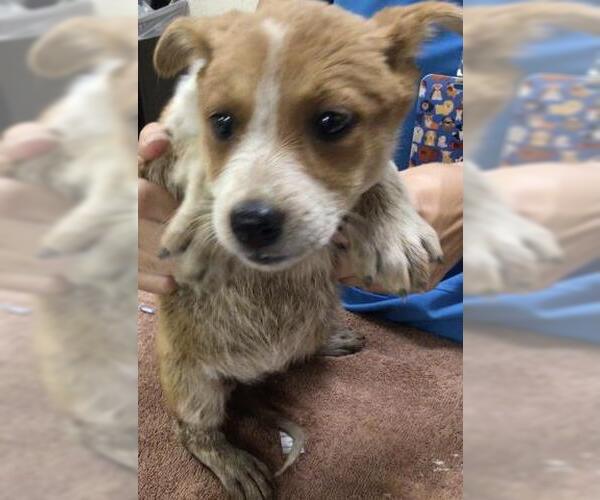 Medium Photo #1 Mutt Puppy For Sale in Riverside, CA, USA