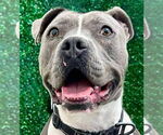 Small #8 American Staffordshire Terrier Mix