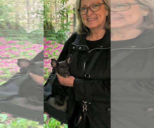 Medium Photo #3 French Bullhuahua Puppy For Sale in Brewster, NY, USA