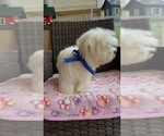 Small Photo #21 Maltese Puppy For Sale in RALEIGH, NC, USA