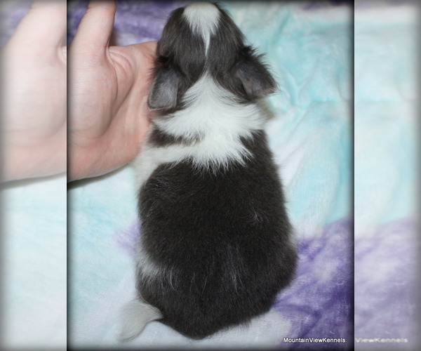 Medium Photo #3 Chihuahua Puppy For Sale in WISTER, OK, USA