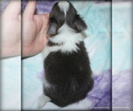 Small #2 Chihuahua