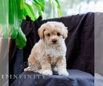 Small #3 Poodle (Toy)-Zuchon Mix