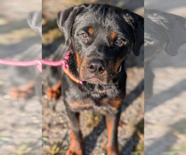 Medium Photo #2 Rottweiler Puppy For Sale in Hillsboro, NH, USA