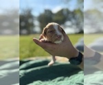 Puppy Puppy 10 Brittany