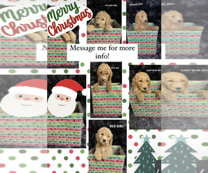 Goldendoodle Puppy for sale in DES MOINES, IA, USA