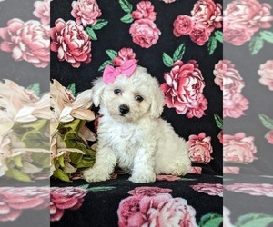 Bichon Frise Puppy for sale in NOTTINGHAM, PA, USA