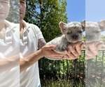 Small #4 French Bulldog