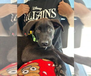 Labrador Retriever-Unknown Mix Dogs for adoption in Ogden, UT, USA