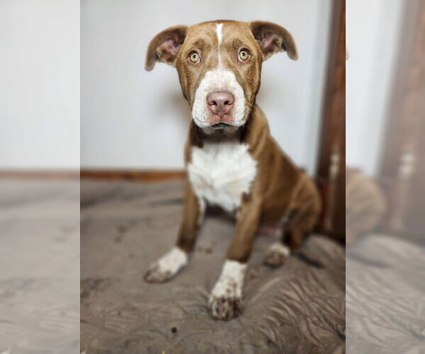 Medium Photo #1 Mutt Puppy For Sale in New London, WI, USA