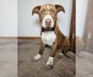 Mutt Dogs for adoption in New London, WI, USA