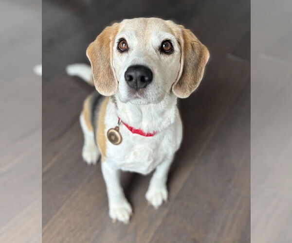 Medium Photo #1 Beagle Puppy For Sale in Rockaway, NJ, USA