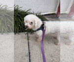 Small #2 Bichon Frise