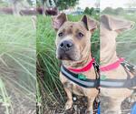 Small #12 Staffordshire Bull Terrier Mix