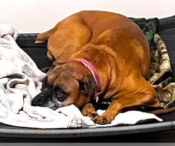 Medium Photo #2 Boxer Puppy For Sale in Austin, TX, USA