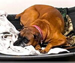 Small #1 Boxer