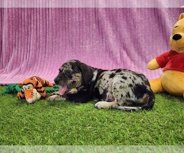Medium Photo #4 Catahoula Leopard Dog Puppy For Sale in CUMBY, TX, USA