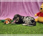 Small #3 Catahoula Leopard Dog