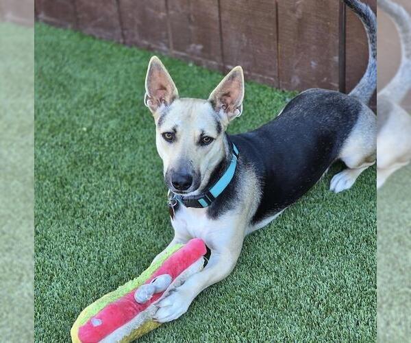 Medium Photo #8 Basset Hound-German Shepherd Dog Mix Puppy For Sale in San Diego, CA, USA