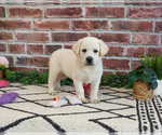 Small #4 Labrador Retriever