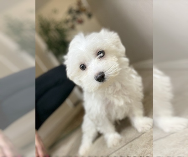 Medium Photo #6 Maltese Puppy For Sale in TUCSON, AZ, USA