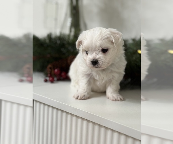 Medium Photo #10 Maltese Puppy For Sale in CITRUS HEIGHTS, CA, USA
