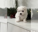 Small #9 Maltese