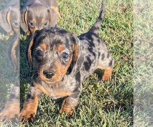 Dachshund Puppy for Sale in FOYIL, Oklahoma USA