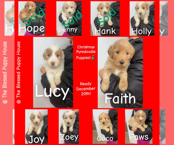 Medium Photo #2 Pyredoodle Puppy For Sale in MINSTER, OH, USA
