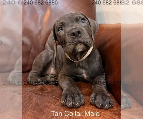 Medium Photo #16 Cane Corso Puppy For Sale in LA PLATA, MD, USA