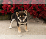 Small #2 Shiba Inu