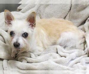 Cairn Terrier Dogs for adoption in Orange, CA, USA