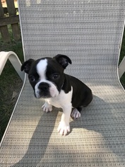 Boston Terrier Puppy for sale in INDEPENDENCE, MO, USA