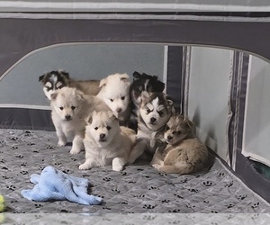 Pomsky Litter for sale in NOKOMIS, IL, USA
