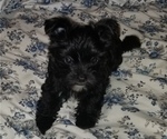 Small Photo #11 Morkie Puppy For Sale in HOLLAND, MI, USA