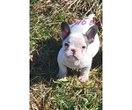 Small Photo #8 French Bulldog Puppy For Sale in ROCK ISLAND, TN, USA