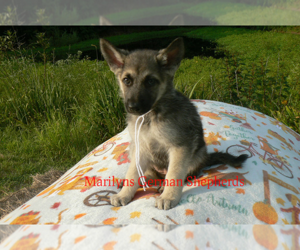 Medium Photo #4 German Shepherd Dog Puppy For Sale in PIEDMONT, MO, USA