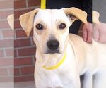 Small #2 Labrador Retriever Mix