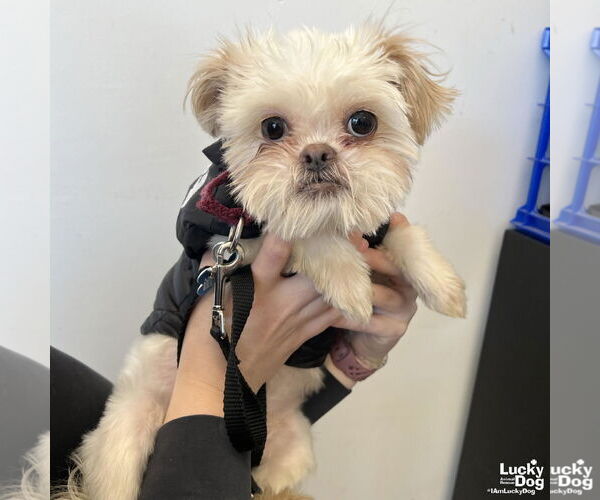 Medium Photo #4 Shih Tzu-Unknown Mix Puppy For Sale in Washington, DC, USA